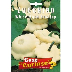 Zucchino White Bush Scallop