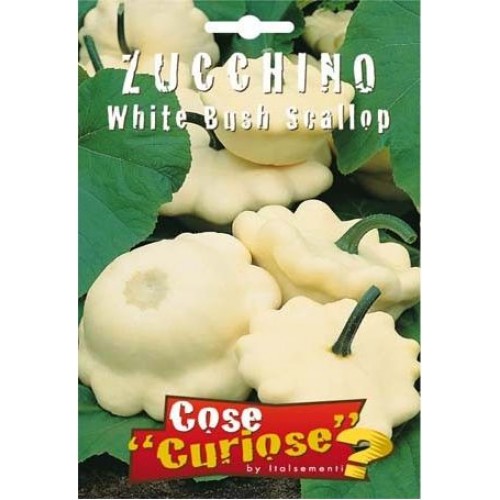 Zucchino White Bush Scallop